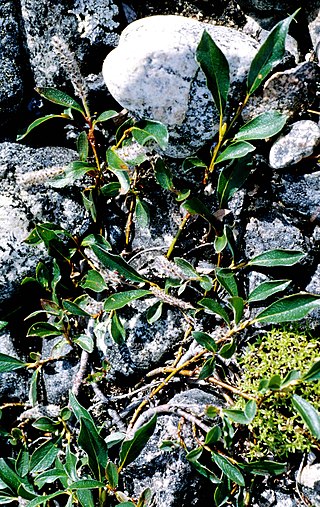 <i>Salix planifolia</i> Species of willow