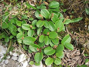 Net willow (Salix reticulata)