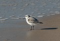 * Nomination Sanderling in Quogue, New York --Rhododendrites 15:35, 9 November 2020 (UTC) * Promotion  Support Good quality. --Poco a poco 16:01, 9 November 2020 (UTC)