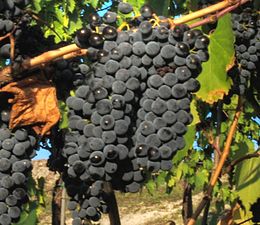 Sangiovese lähikuva crop.jpg