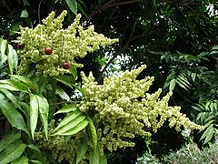 Inflorescences and fruits.