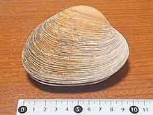 Saxidomus purpurata (09.05.2020) .jpg