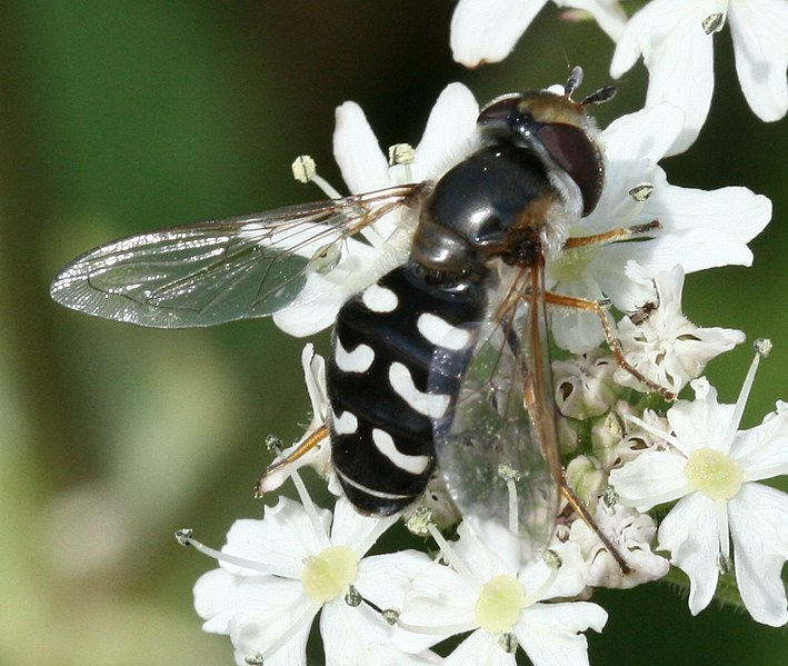 File:Scaeva pyrastri (female) - Flickr - S. Rae (3).jpg