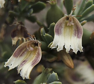<i>Scaevola collaris</i> Species of shrub