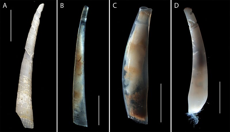 File:Scaphopoda (10.3897-zookeys.707.13042) Figure 23.jpg