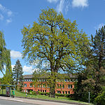 Schleswig-Holstein, Pinneberg, natural monument 03 28 NIK 3298.JPG