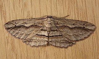 <i>Scioglyptis loxographa</i> Species of moth