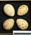 Scolopax rusticola MWNH 0171.JPG