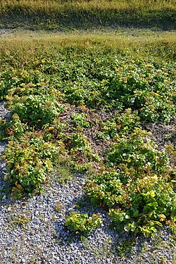 Scots Lovage (Ligusticum scoticum)