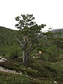 Scots Pine, Brandset, Voss, Hordaland, Norway.jpg