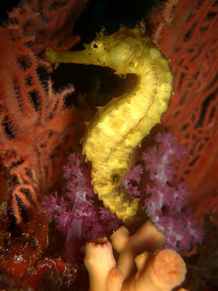 File:Sea Horse Richelieu Rock.jpg