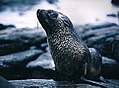 Otarie à fourrure antarctique (Arctocephalus gazella).