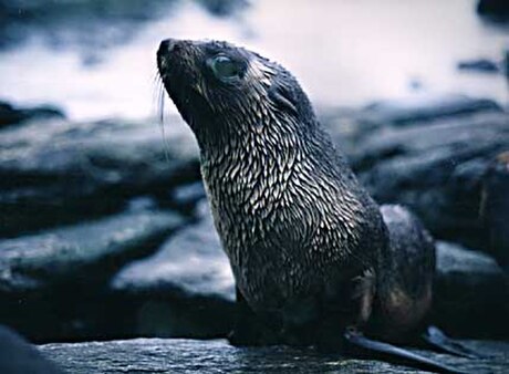 Otarie de Kerguelen