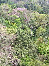 Tropical rainforest canopy at the Parque-Museo La Venta (open-air museum of La Venta). Selva 20100427w.JPG