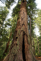 Sequoia sempervirens Big Basin Redwoods State Park 8.jpg