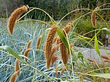 Setaria macrostachya