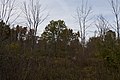 * Nomination Forests an Meadows in Sharon Woods near peak Fall -- Sixflashphoto 03:08, 29 October 2017 (UTC) * Promotion By and by nature`s going to sleep for winter. Good quality. -- Johann Jaritz 03:15, 29 October 2017 (UTC)