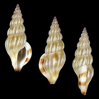 <i>Horaiclavus julieae</i> Species of gastropod