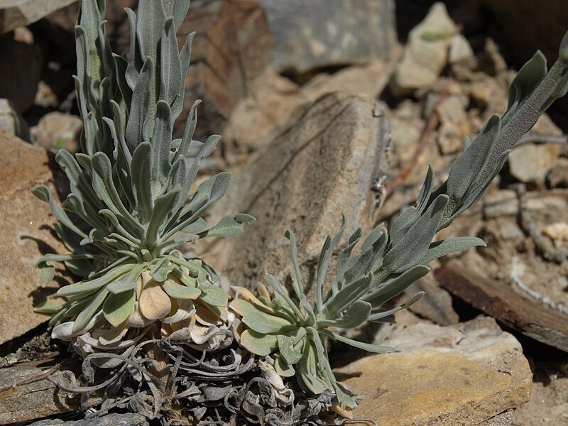 File:Shockley rockcress, Boechera shockleyi (31556770977).jpg