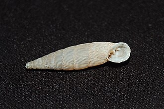 Apertural view of the shell of Siciliaria grohmanniana Siciliaria grohmanniana 002.jpg