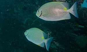 Pareja de S. guttatus, en House Reef, Kapalai, Sabah, Malasia
