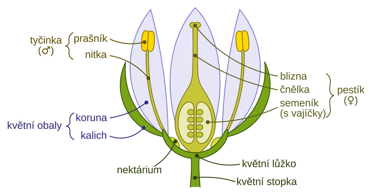 Download Soubor:Simple flower.svg - Wikipedie