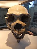 Miniatiūra antraštei: Homo heidelbergensis