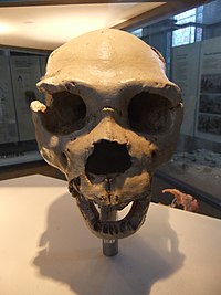 Skull, Natural History Museum, London - DSCF0431.JPG