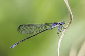 Argia medullaris (Sky-blue dancer) female