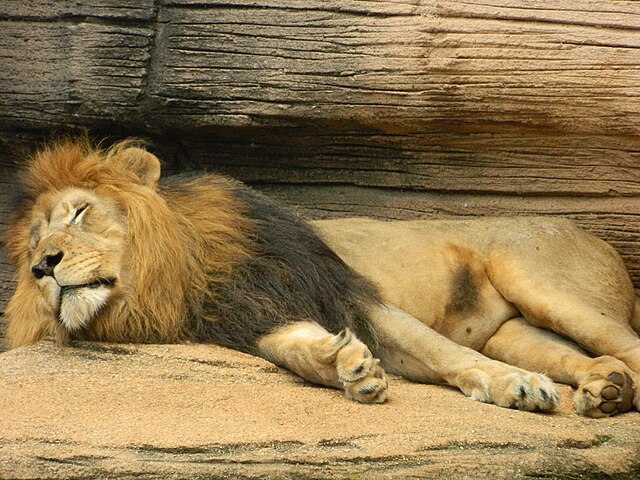 riverbanks zoo lion