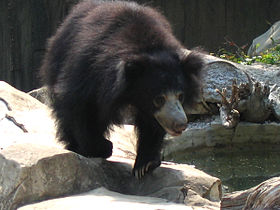 الدب الكسلان: نوع من الثدييات