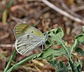 Small Orange-Tip, Colotis etrida- Male in Hyderabad, AP W IMG 7482.jpg