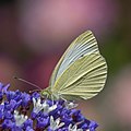 * Nomination Small white butterfly (Pieris rapae) --Charlesjsharp 09:08, 30 June 2021 (UTC) * Promotion  Support Good quality. --Carsten Steger 13:29, 30 June 2021 (UTC)