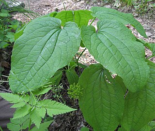 <i>Smilax ecirrhata</i> Species of flowering plant