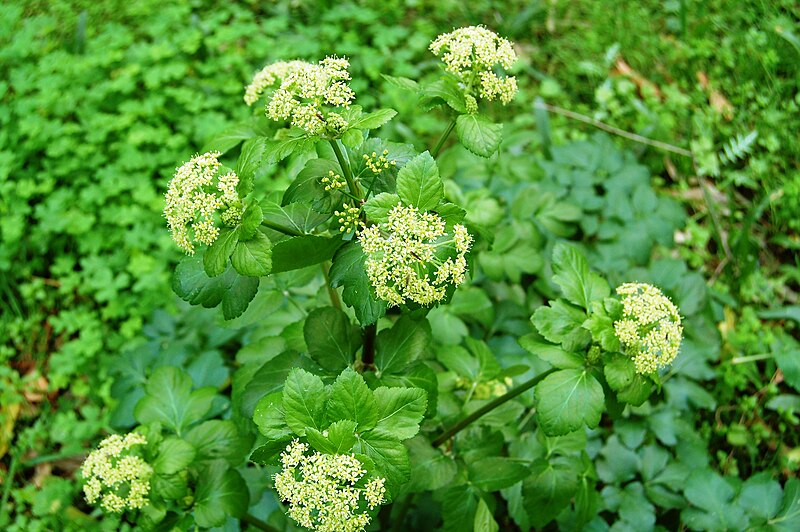 File:Smyrnium olusatrum 0002.JPG