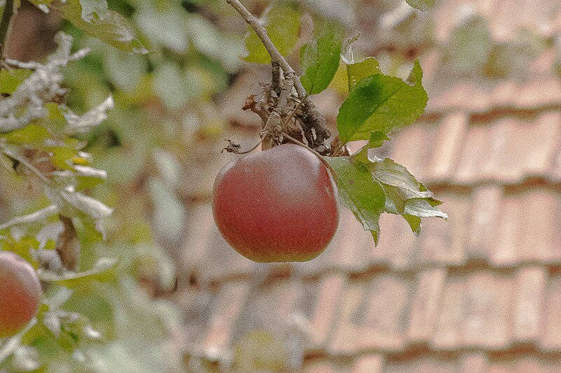 File:Snow White's Apple.JPG