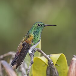 Beija-flor-de-barriga-nívea (Saucerottia edward), floresta nublada do monte Totumas, Panamá. Um pequeno beija-flor; mede apenas 10 cm. Os seus habitats naturais são: floresta tropical e subtropical húmida de baixa altitude, floresta tropical e subtropical húmida de montanha e floresta secundária altamente degradada. Pode ser encontrado na Costa Rica, Panamá e no extremo noroeste da Colômbia. (definição 2 848 × 2 848)