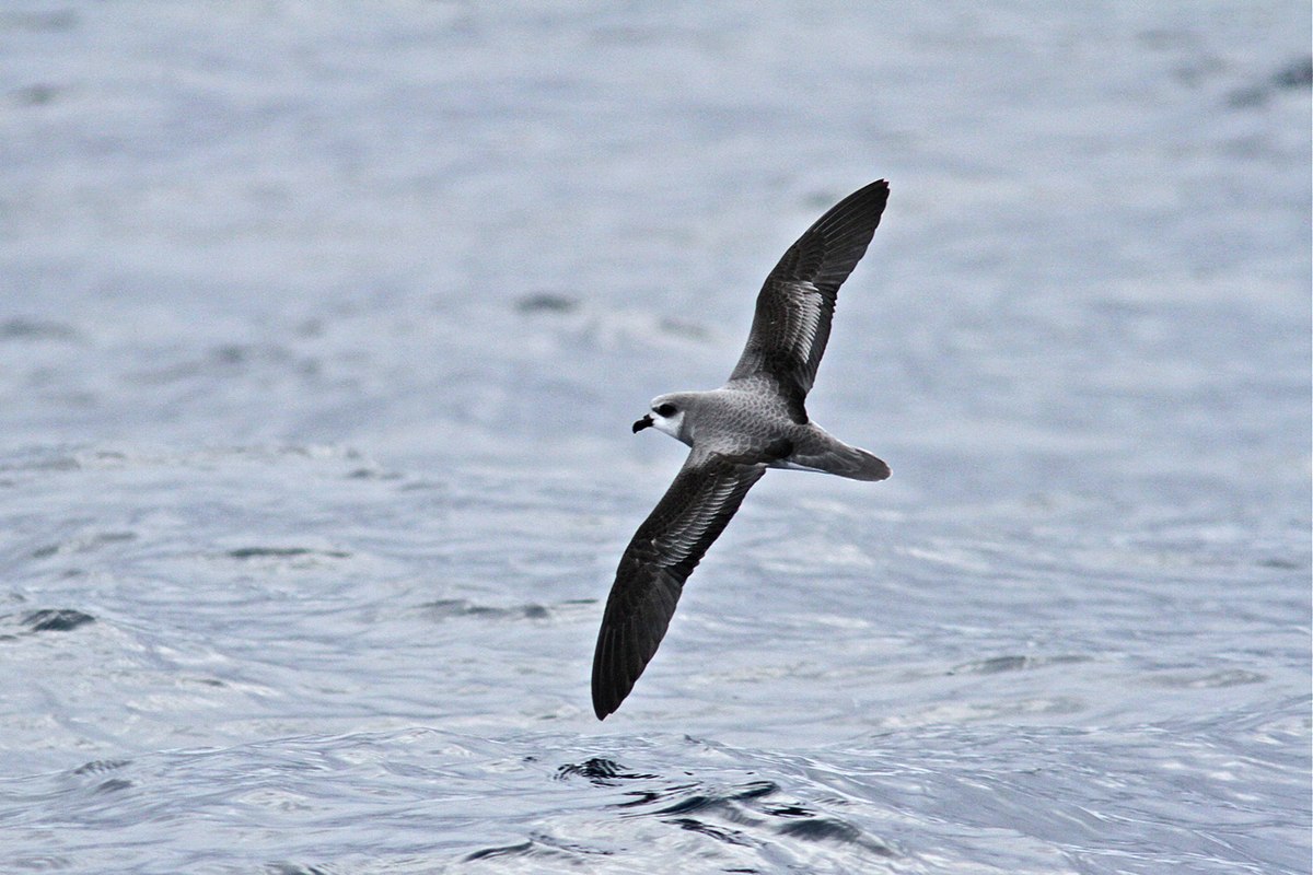 1200px-Soft-plumaged_Petrel-Albany_WA-28-07-2012.jpg