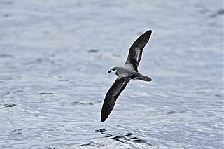 Soft-plumaged petrel species of bird