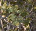 Sonoran Scrub-Oak (4558642222).gif