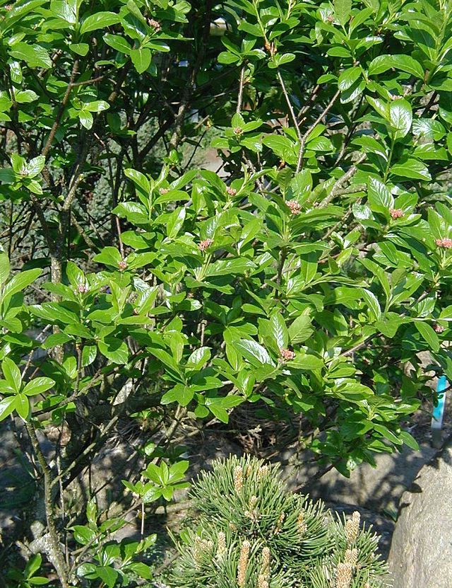 File:Sorbus-chamaemespilus-habit.JPG