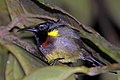 * Nomination Souimanga sunbird (Cinnyris sovimanga sovimanga) roosting at night, Ranomafana --Charlesjsharp 10:18, 25 February 2019 (UTC) * Promotion  Support Good quality. --Ermell 20:15, 25 February 2019 (UTC)