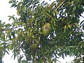 Soursop tree