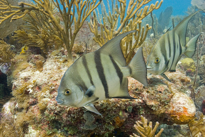 File:Spadefish Biscayne.jpg