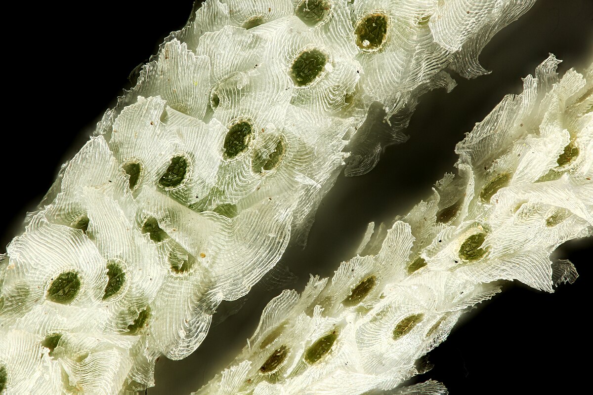 Spanish moss under 20x magnification.jpg