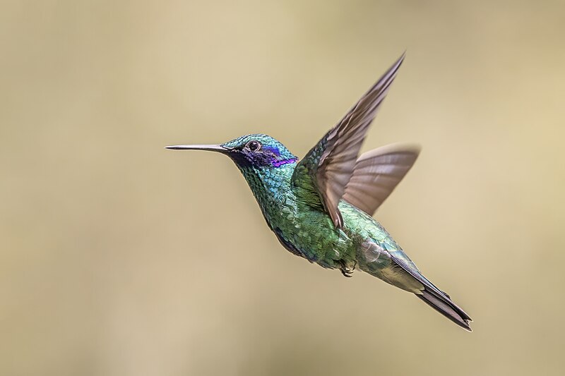 File:Sparkling violetear (Colibri coruscans coruscans) in flight Cundinamarca.jpg