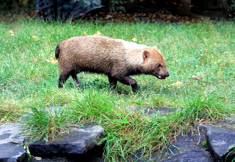 File:Speothos venaticus Zoo Praha 2011-2.jpg