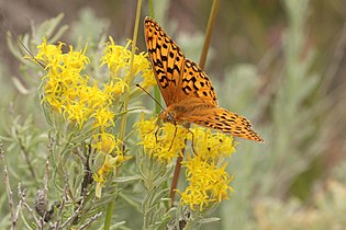 Speyeria coronis