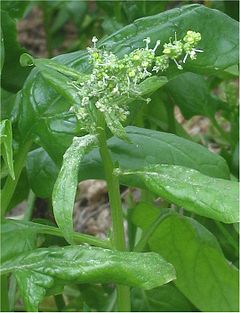 Spinacia oleracea Spinazie bloeiend.jpg