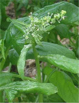Daržinis špinatas (Spinacia oleracea)